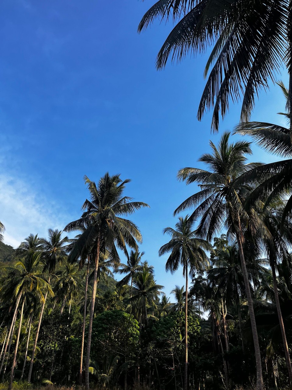 Thailand - Ko Pha-ngan - 