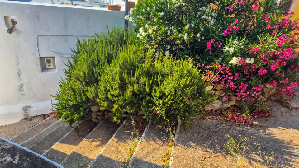 Griechenland - Symi - Der Küchenchef ist über den Rosmarin Strauch sehr erfreut. Steht da einfach rum.