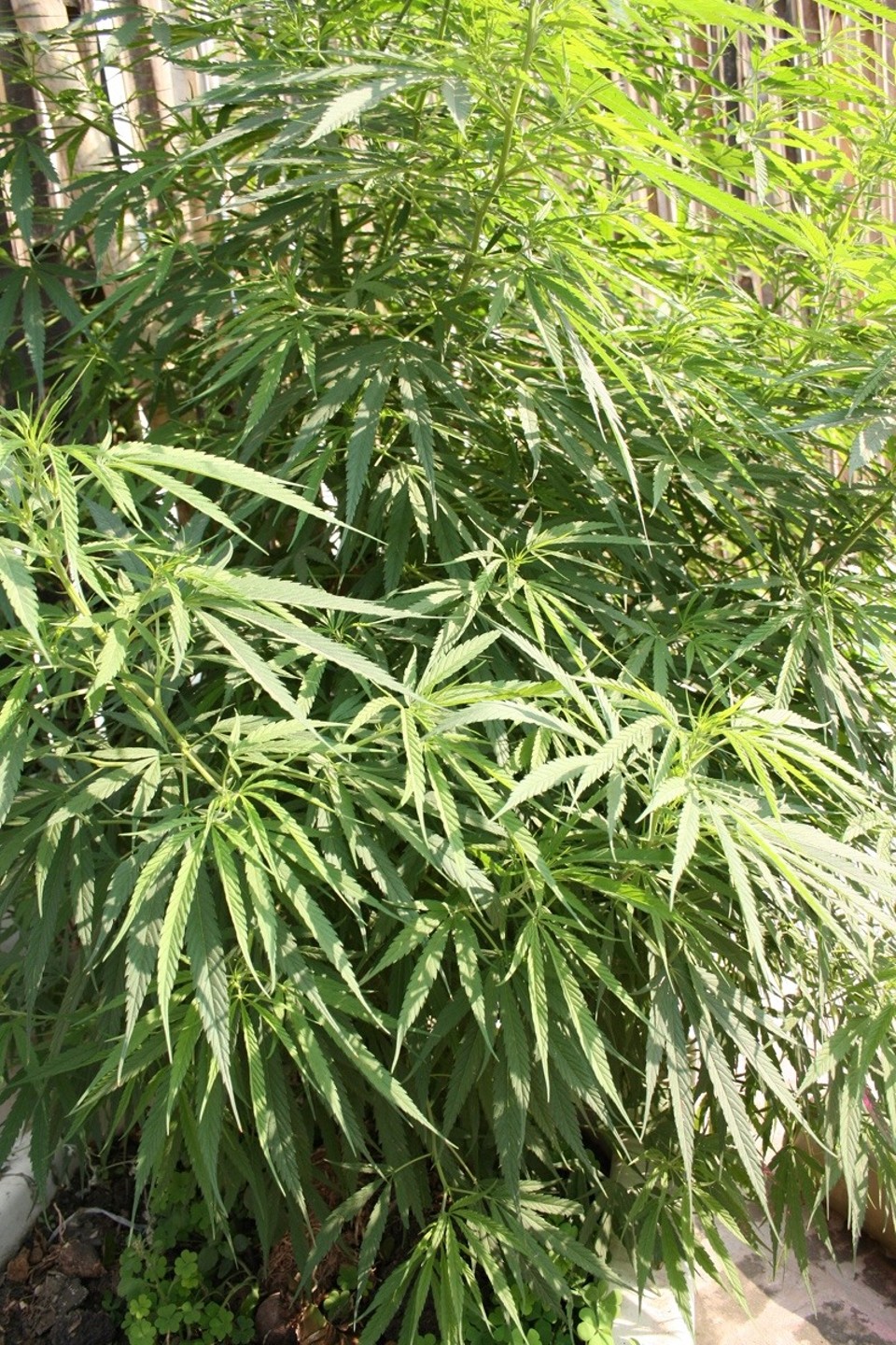 Delhi - Data Ram Bhutani Marg - 