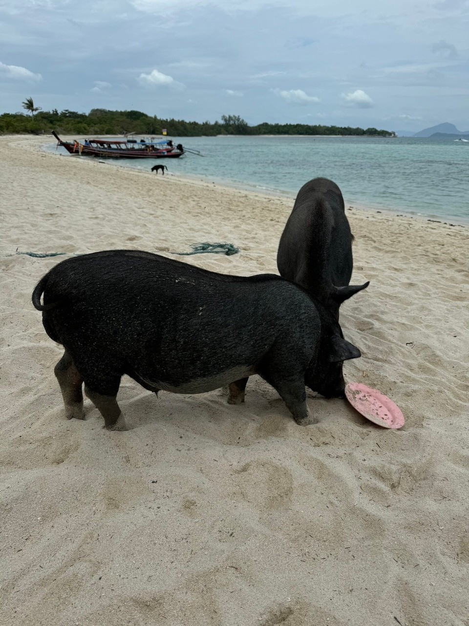 Thailand - Koh Samui - 