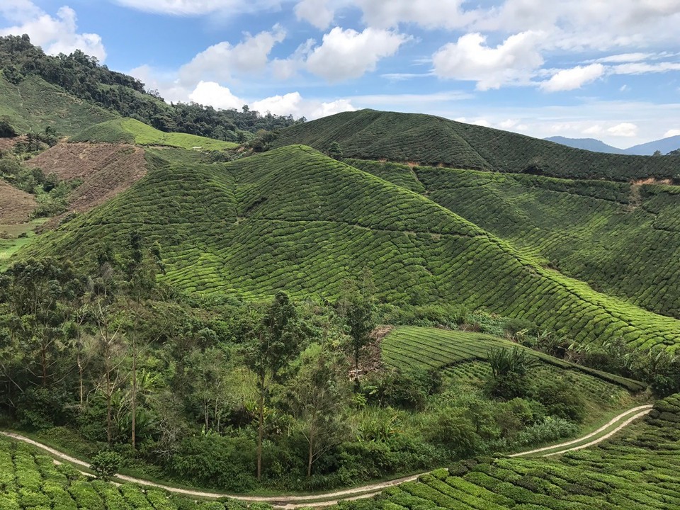 Malaysia - Bentong - Teeplantagen in Cameron Highlands