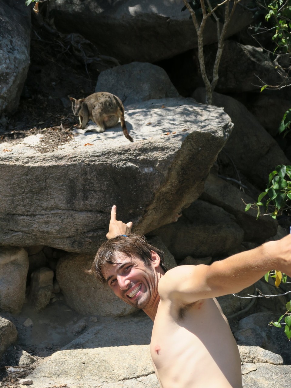 Australia - Magnetic Island - Rock wallaby, l'espece la plus petite qu'on ait vu