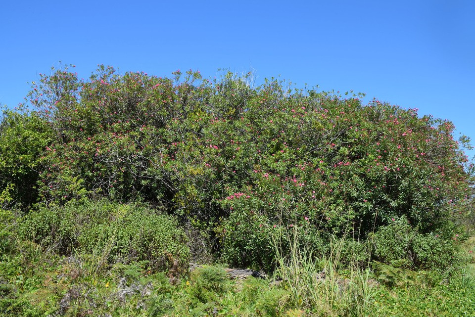 Australien - Port Stephens - Wildwachsender Oleander