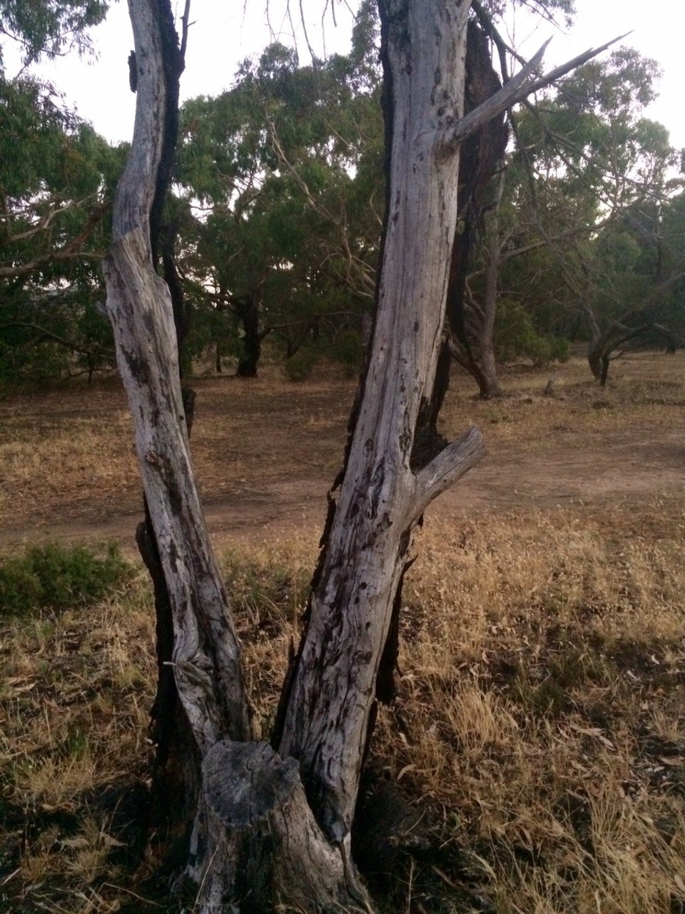 Australien -  - Another tree with the bark burnt off. 