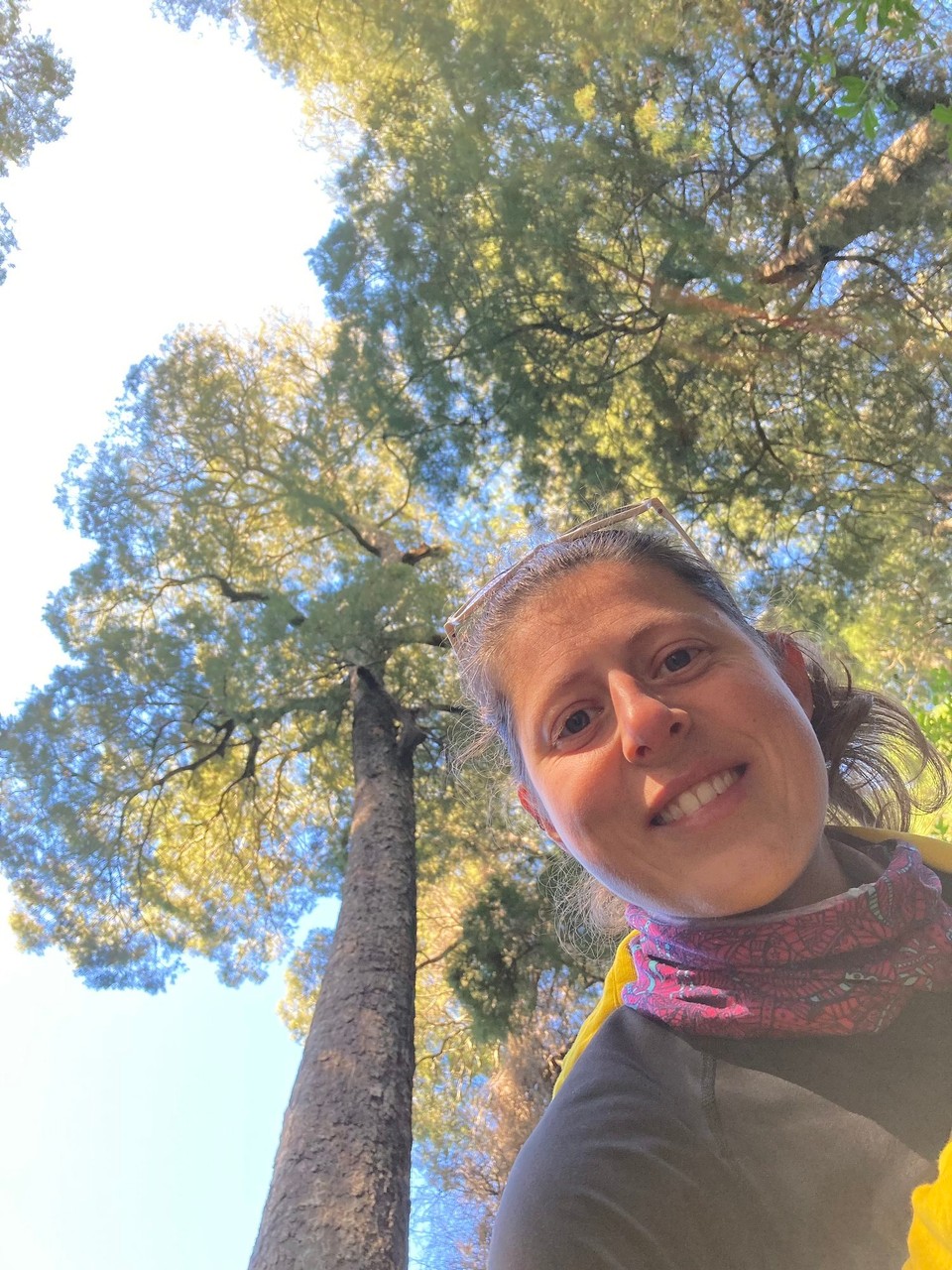 Neuseeland - Christchurch - Kahikatea Bäume - ziemliche Spezialisten: Höchster Baum Neuseelands, ältester Baum Christchurchs, längste horizontale Wurzeln an der Oberfläche