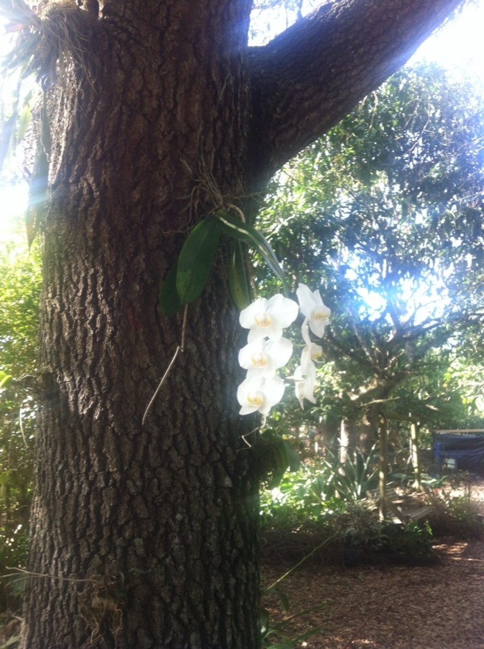 Egyesült Államok - Homestead - 