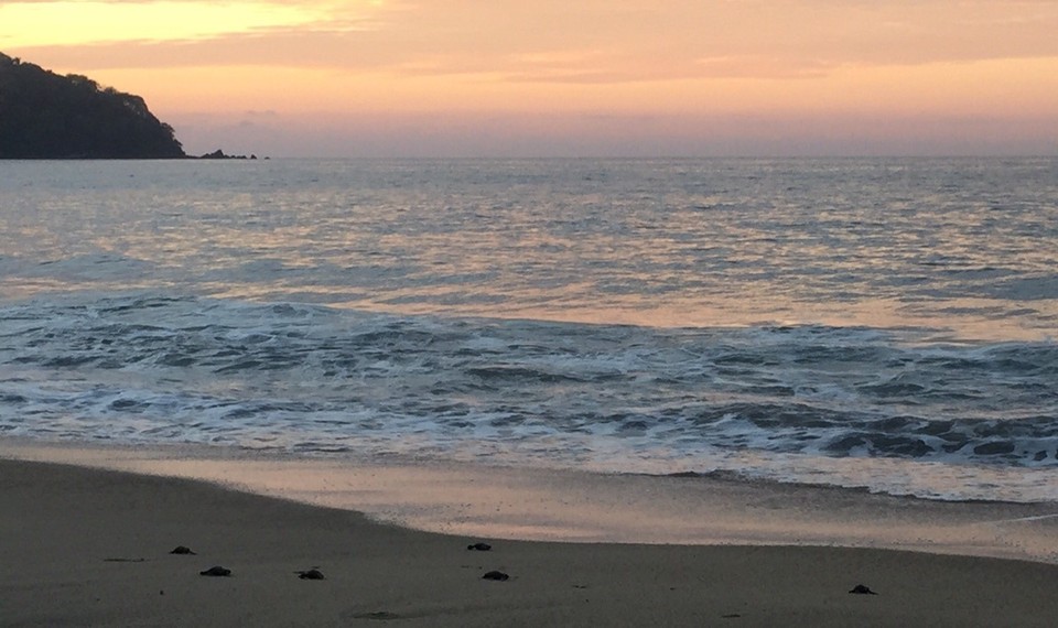 Mexiko - Sayulita - Die kleinen "Steinchen" sind die 🐢 auf dem Weg ins Meer