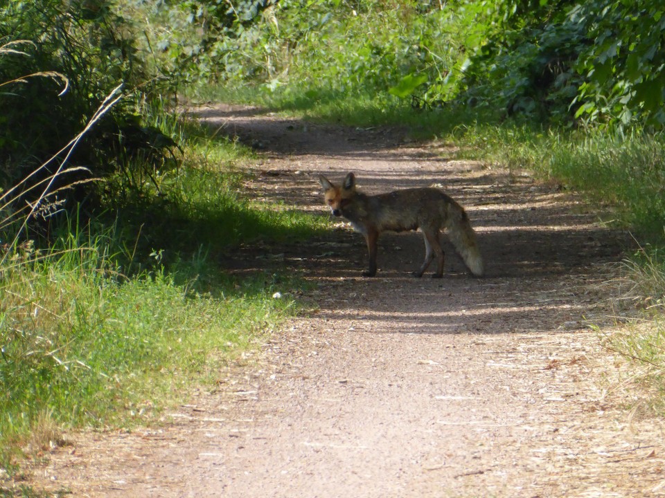 Deutschland - Lutherstadt Wittenberg - Bis der hier auf einmal vor mir stand. Ein Fuchs. Zuerst war ich begeistert, weil ich ihn so gut fotografieren konnte. Aber als er sich nicht rührte, als ich vorbei wollte, wurde mir doch etwas mulmig. Ich bin dann  todesmutig an ihm vorbei gerast. Mit Herzklopfen. Und lauter Klingel.