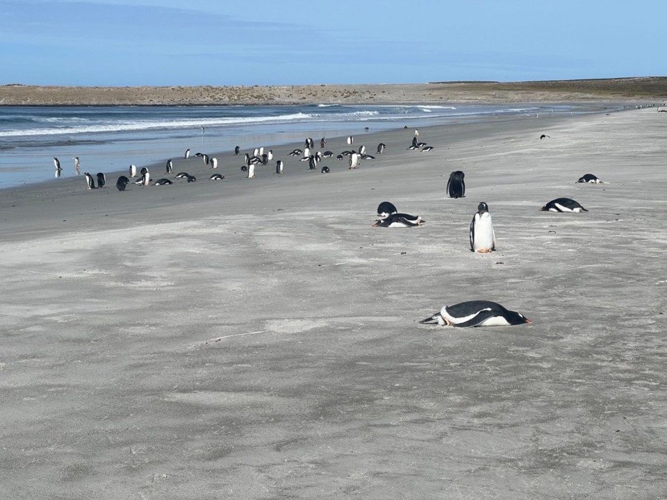 Falkland Islands (Islas Malvinas) - unbekannt - Sunbathing- lucky birds