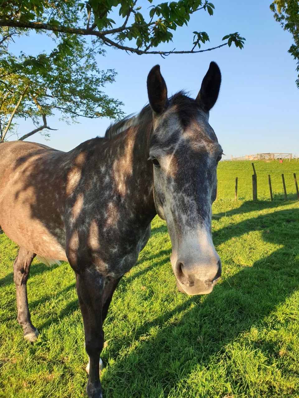 Neuseeland - Putaruru - Coronation - der kleine Charmeur.. 😍