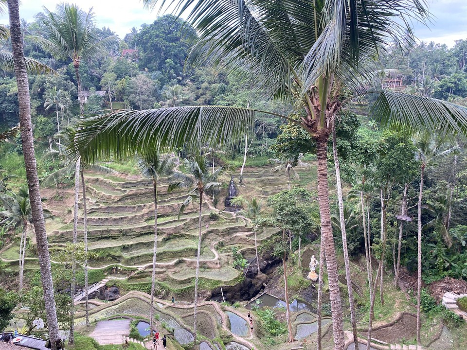 Indonesien - Karangasem - Noch ein Blick auf die Ceking Rice Terrassen, malerischer, Hang mit Reisfeldern, üppig grüner Landschaft, Seilrutschen und Dschungelschaukeln.