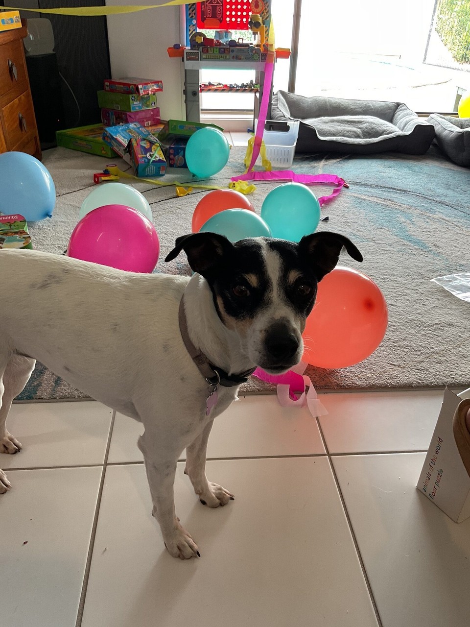 Australia - Stafford Heights - 