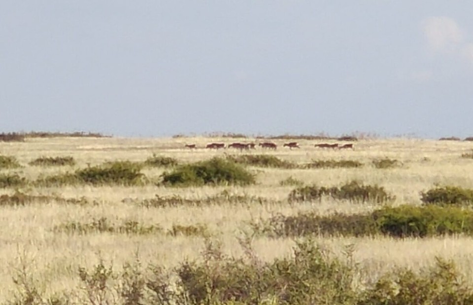 Kasachstan - Abylay - Die Saiga Antilope