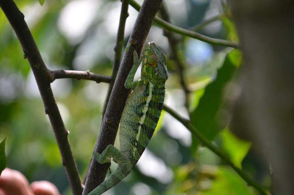 Madagaskar - Nosy Be - den 2. Chameleon