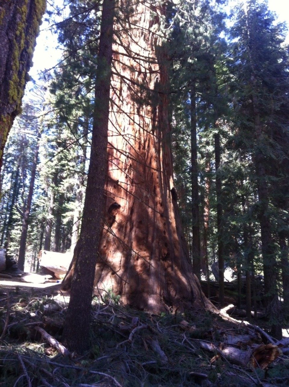 Egyesült Államok - Sequoia National Park - 