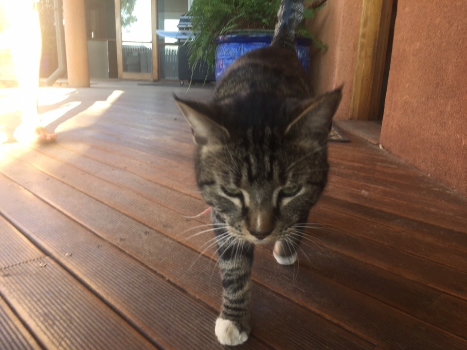 Australia - Braitling - Háziállatok 2. - macska