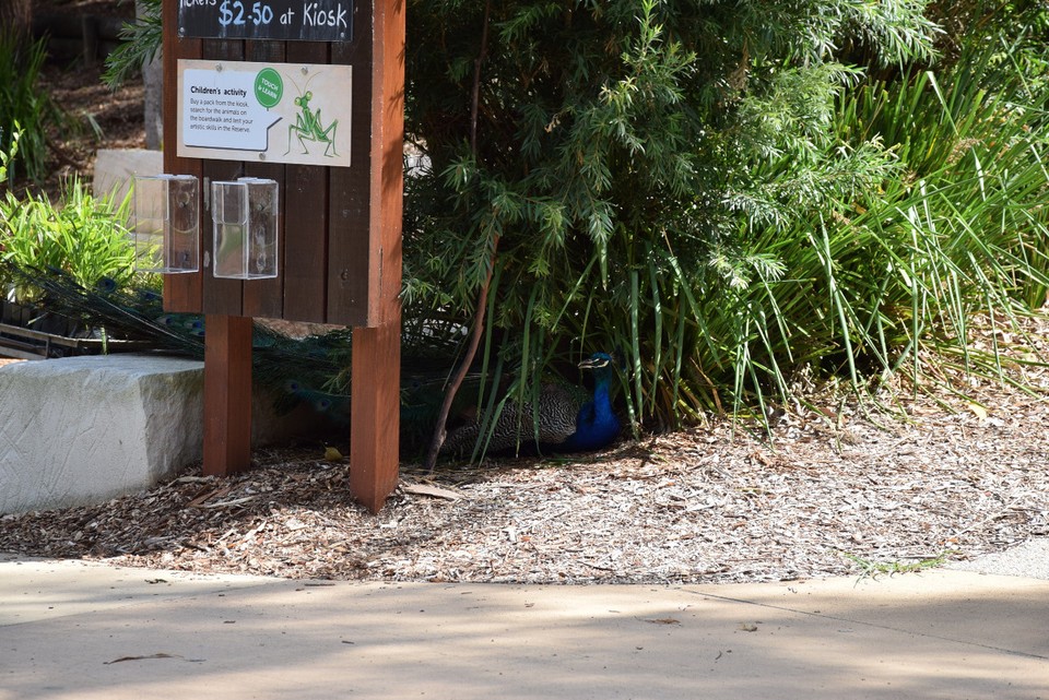 Australien - Newcastle - Wenn ich keine Lust auf die ganzen Parkbesucher habe, verstecke ich mich einfach!