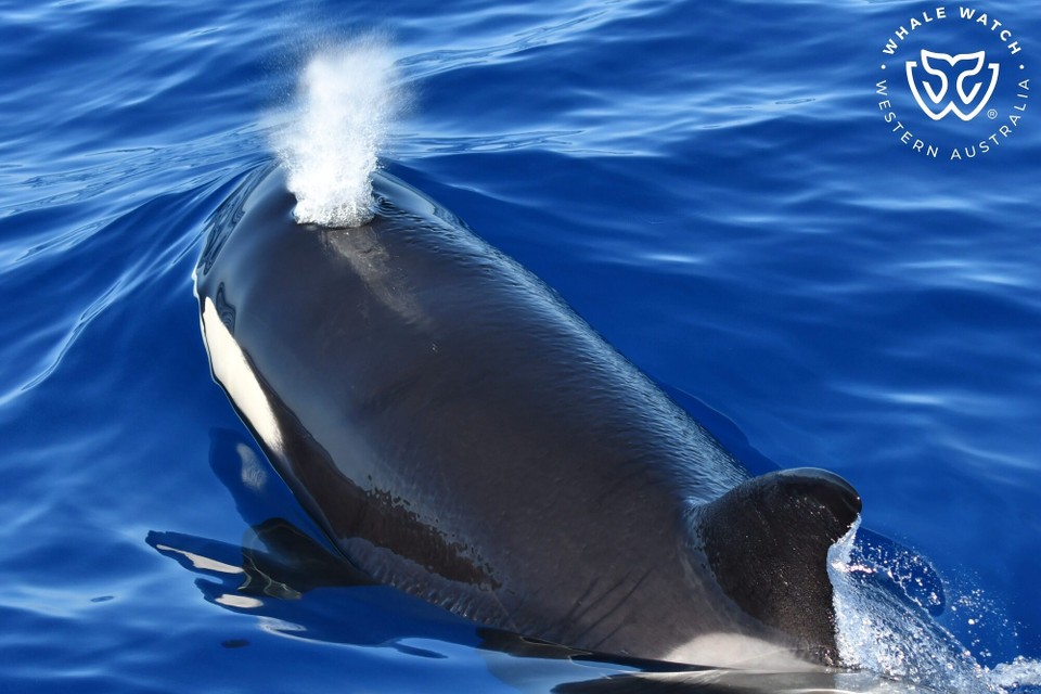 Australien - Bremer Bay - War Bastian auf Whale Safari und dabei genauso erfolgreich wie Gülsen am Vortag.