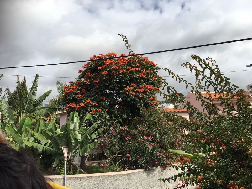  - Portugal, Funchal, Porto da Madeira - Schönste