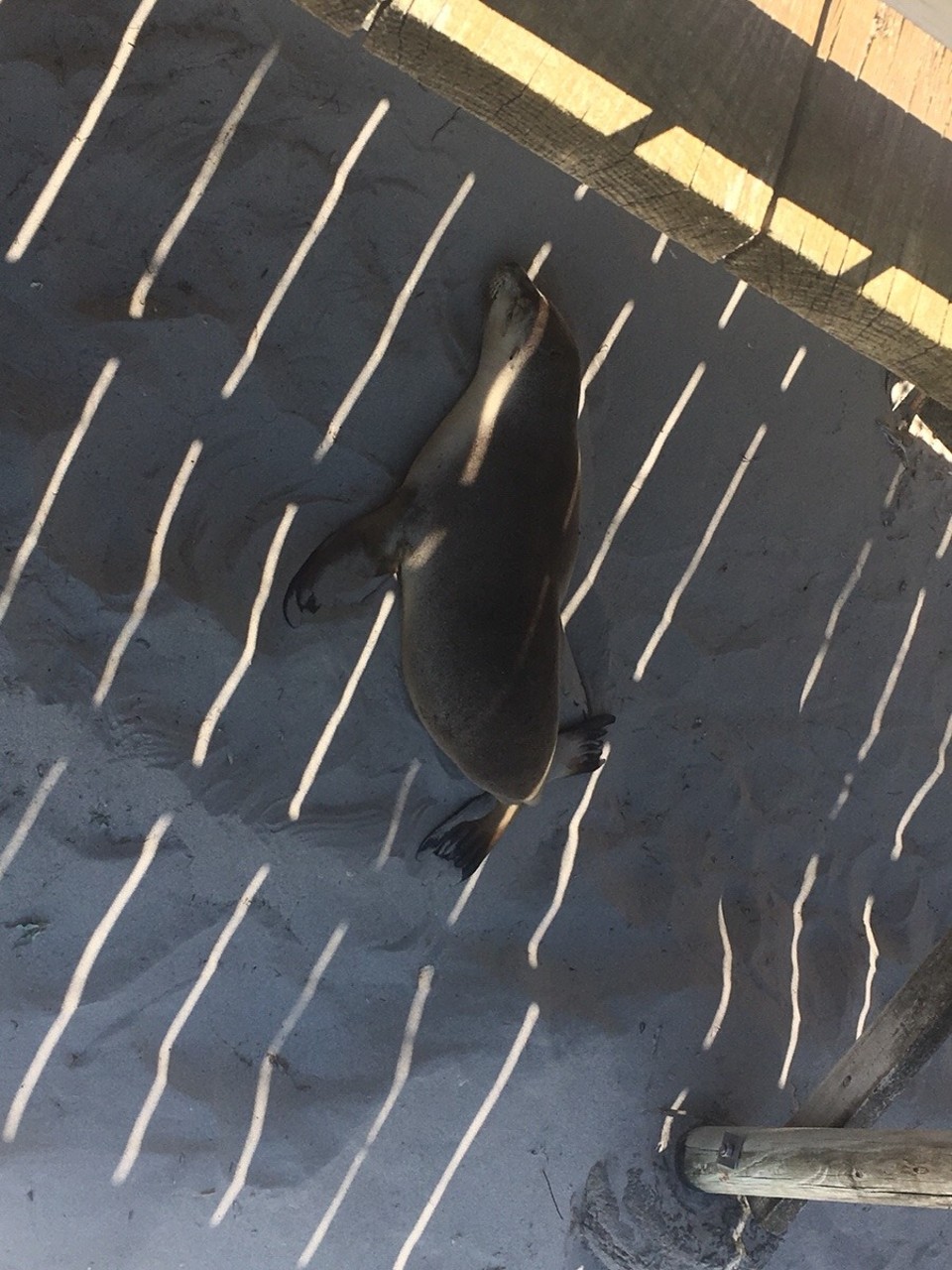 Australien - Vivonne Bay - Seal Bay