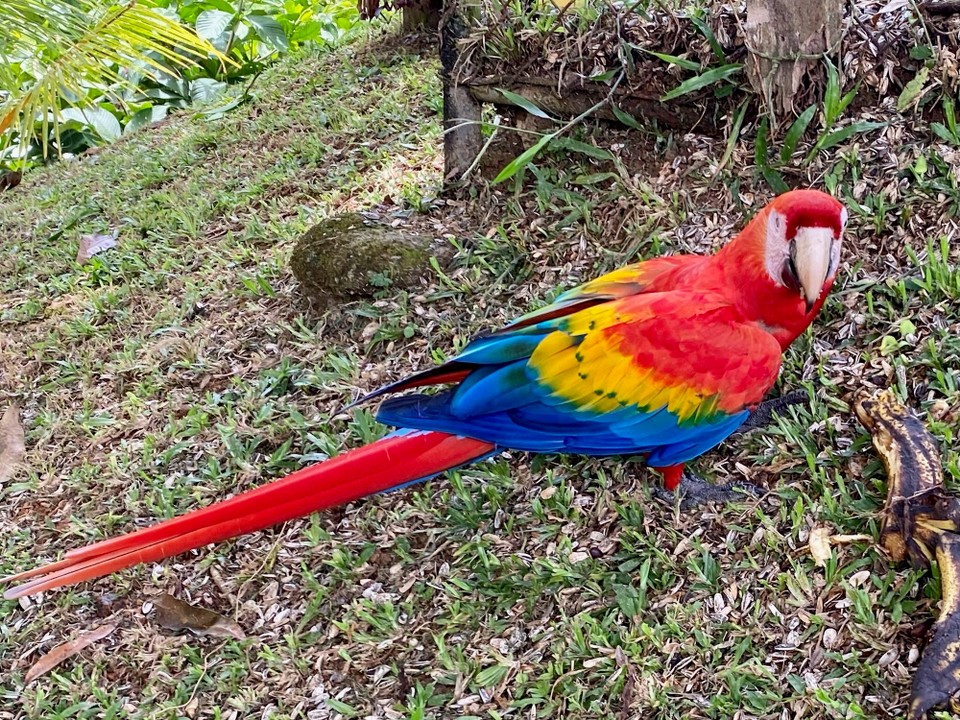 Costa Rica - Pérez Zeledón - 