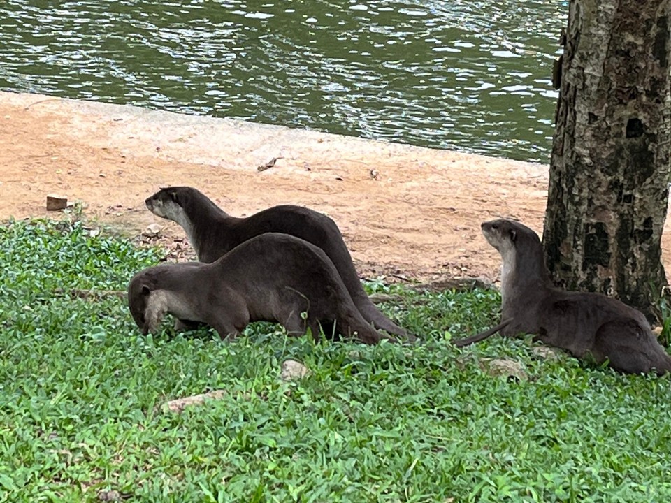 Singapur - Singapur - Otter Ramilie in Singapur am Fluss