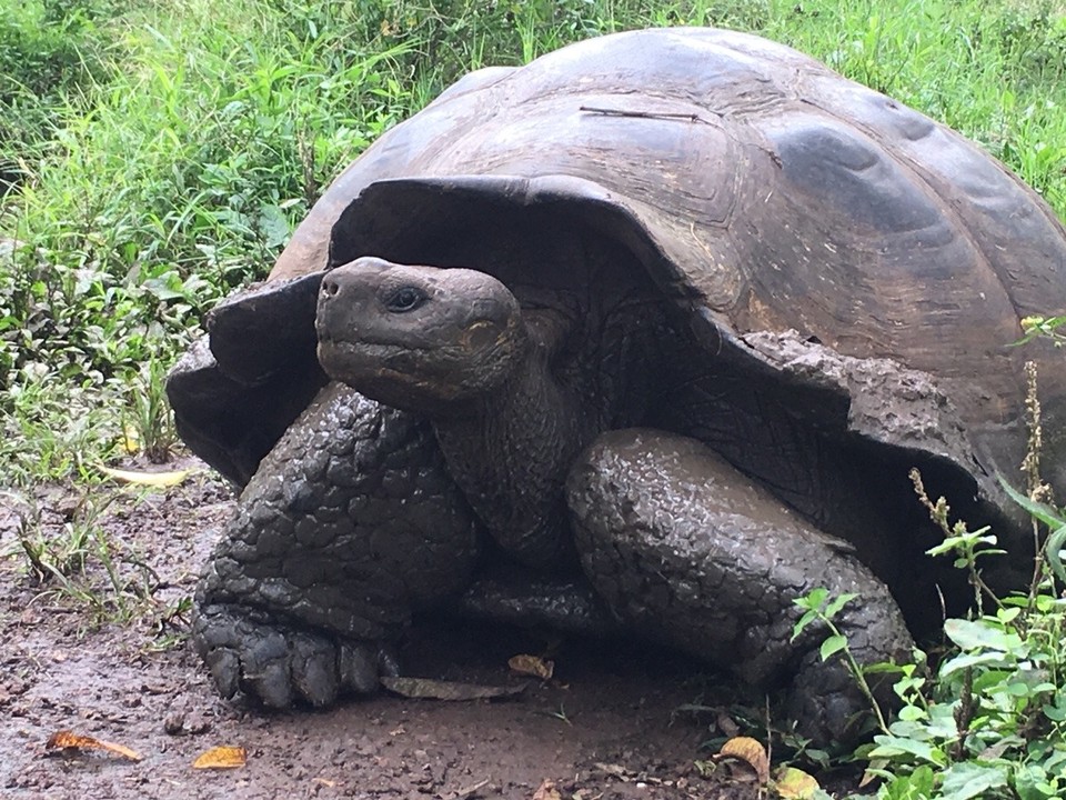 Ecuador - Isabela - 