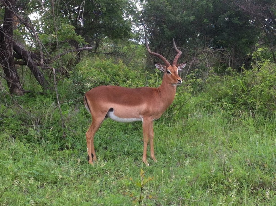 Südafrika - Kruger Park - Tiere II