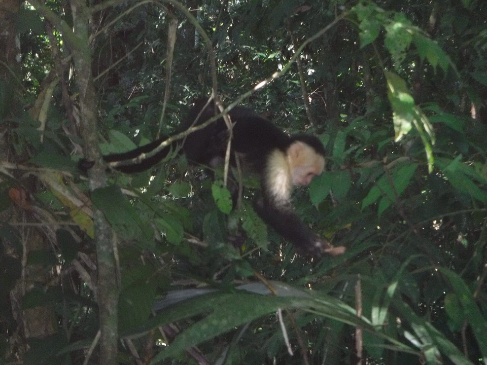 Costa Rica - Parrita - 
