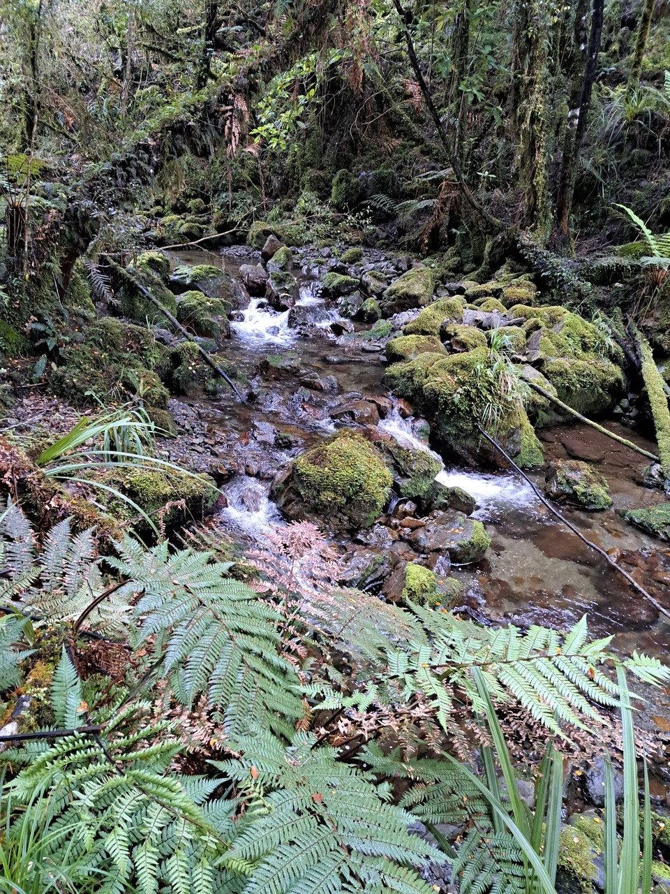 Neuseeland - Parawai Lodge - 