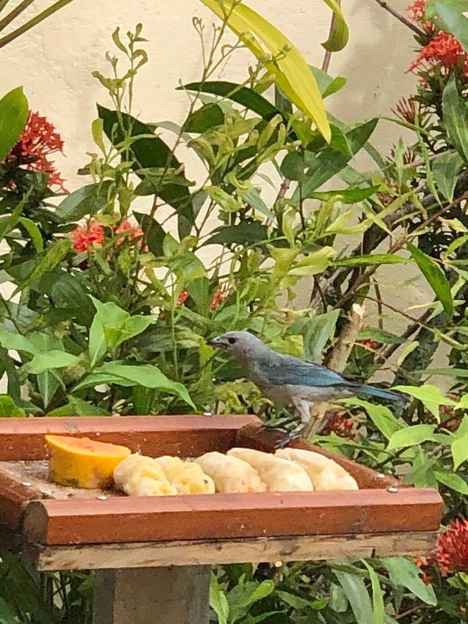 Brasilien - Salvador - Bei Jùrgen am Frühstückstisch Aussicht aufs Vogelleben