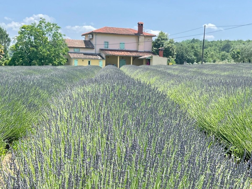 Kroatien - Motovun - 