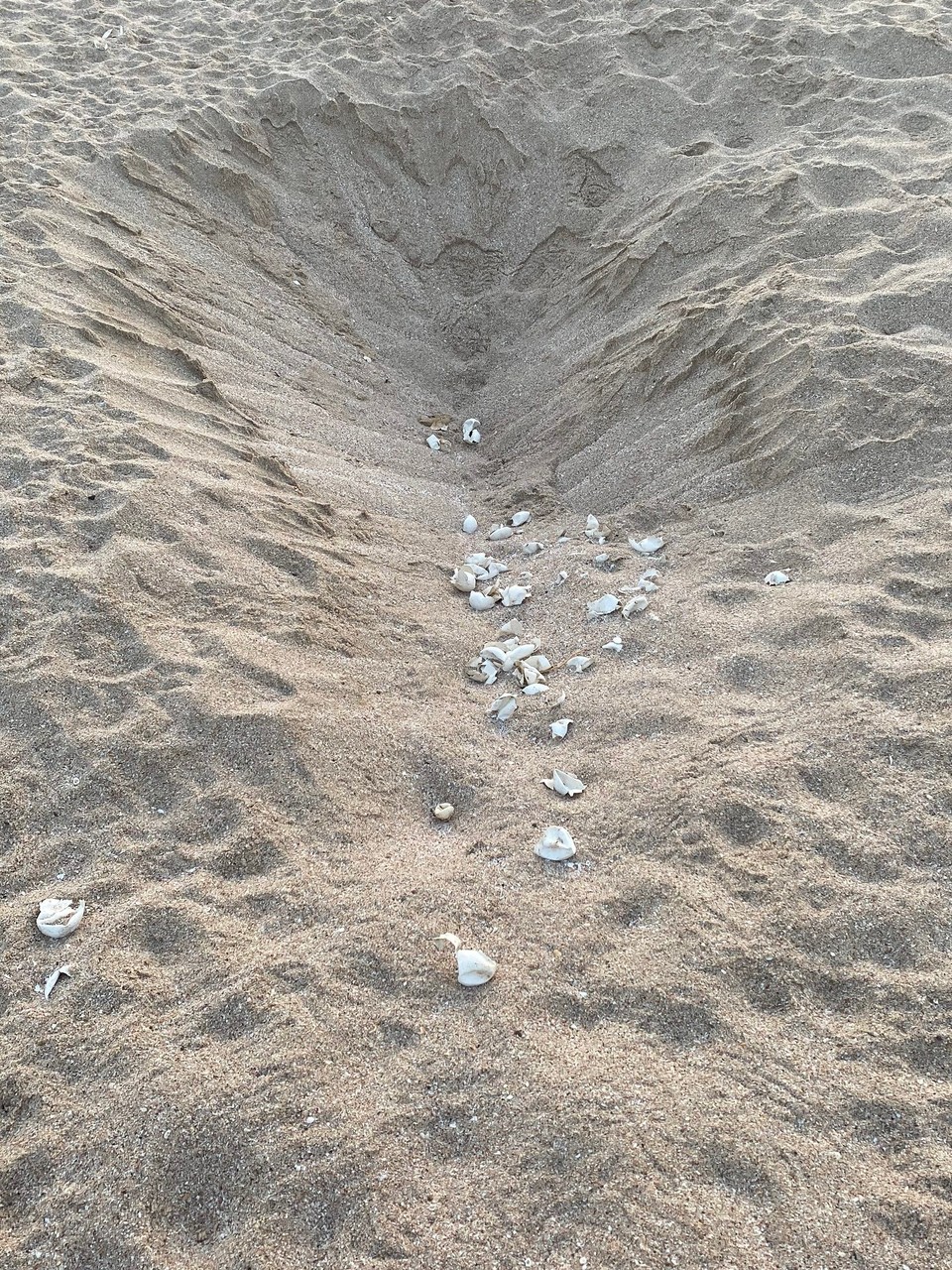 Oman -  - Alle kleinen 🐢 sind auch schon weg 