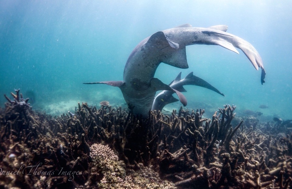 Australien -  - ungewollte Begegnung mit Haien! 🦈
Bei unserem letzten Schnorchelgang waren wir umgeben von 10 bis 15 Haien! Mein Trauma fürs Leben! Simu‘s beste Schnorchelerfahrung 😅