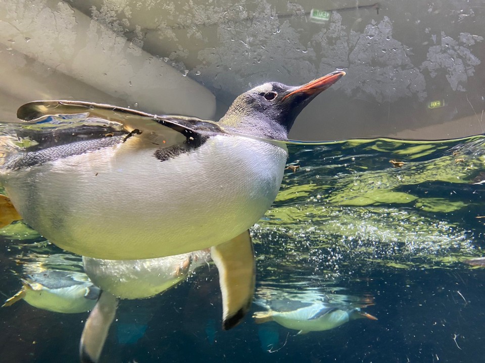 Australien - Melbourne - Auch das Leben der Pinguine an Land und im Wasser wird eindrücklich dargestellt.

