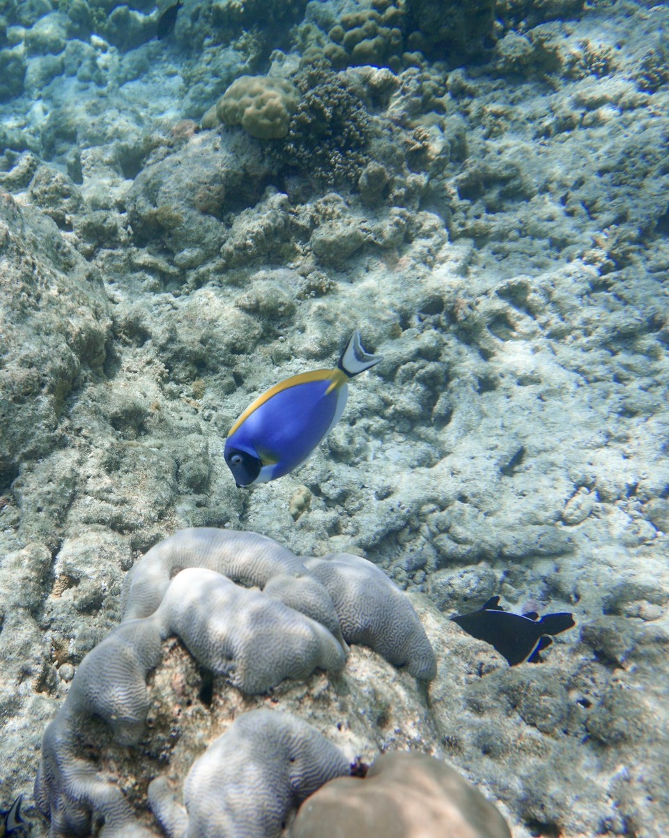 Malediven -  - Wunderschöne bunte Fische gibt es hier natürlich auch.