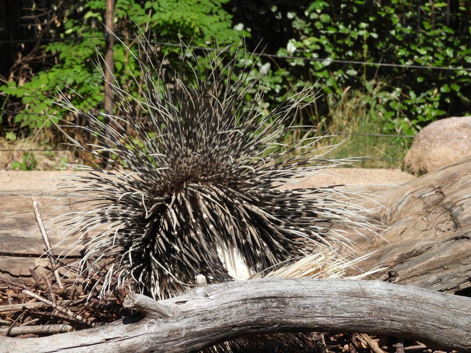 Schweiz - Zürich - Wenn alle Drohgebärden nichts nützen, läuft das Stachelschwein rückwärts in den Angreifer hinein - seine Stacheln bohren sich in den Feind, zum Teil fallen sie aus, wachsen jedoch wieder nach