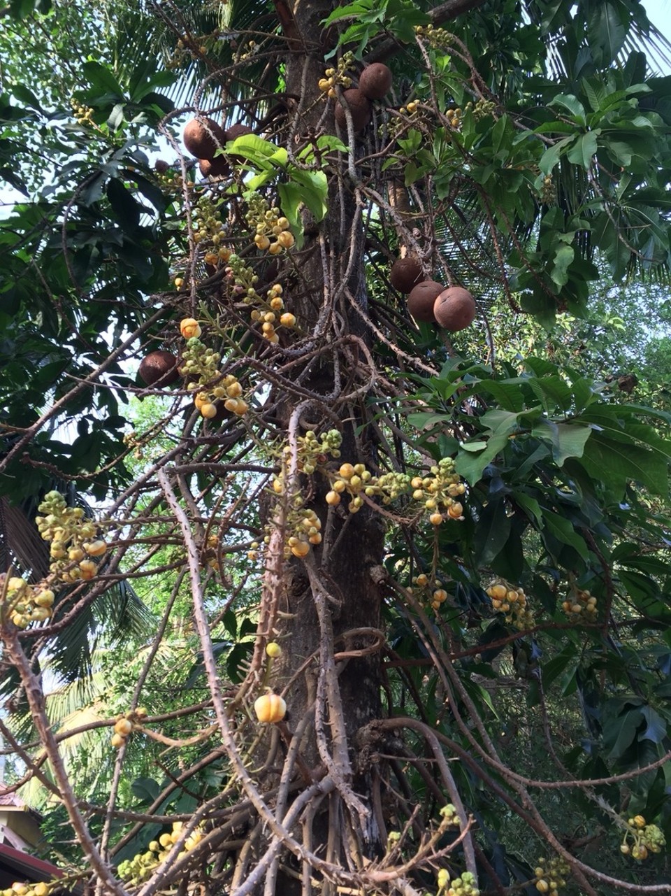 Indien - Gokarna - Rätselhafte Früchte. 