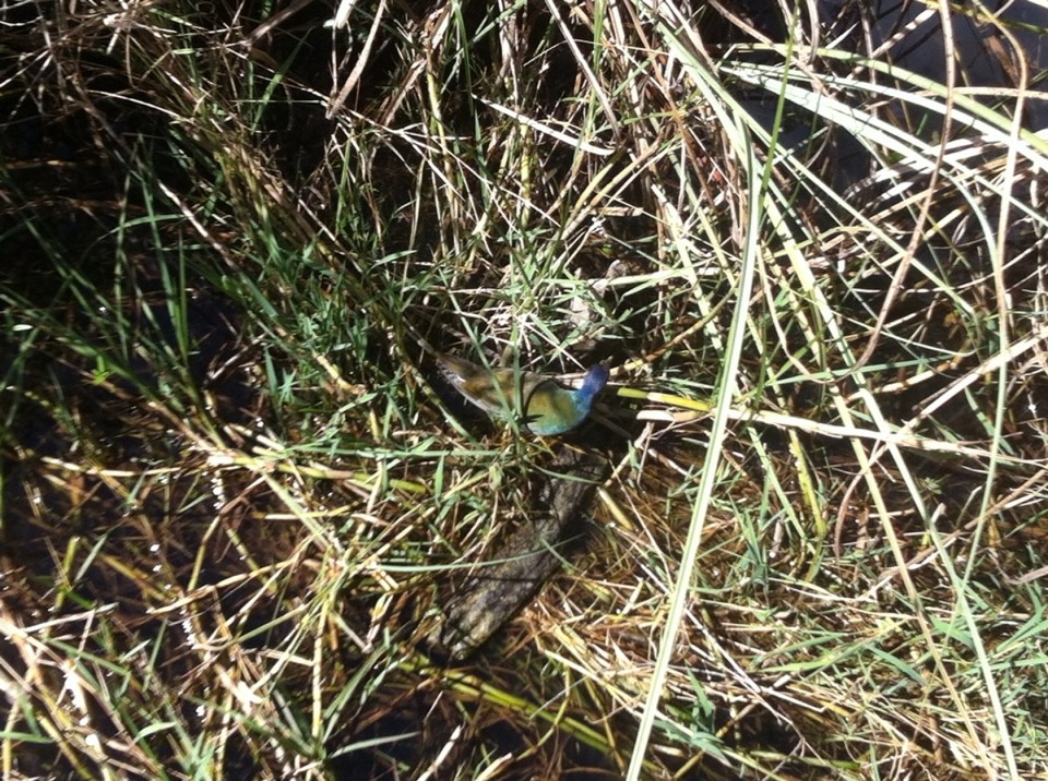 Egyesült Államok - Homestead - 