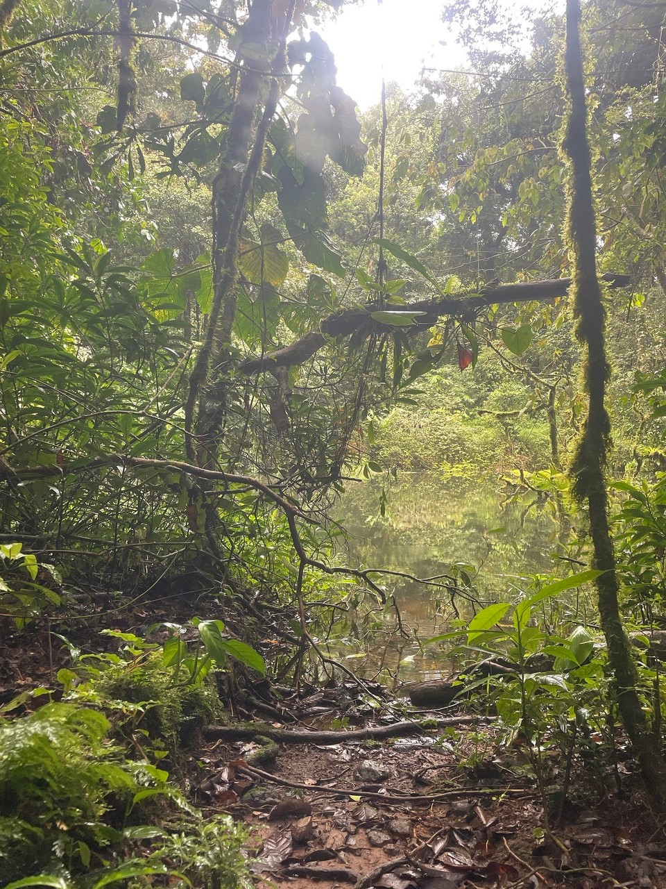 Panama -  - 🌿
