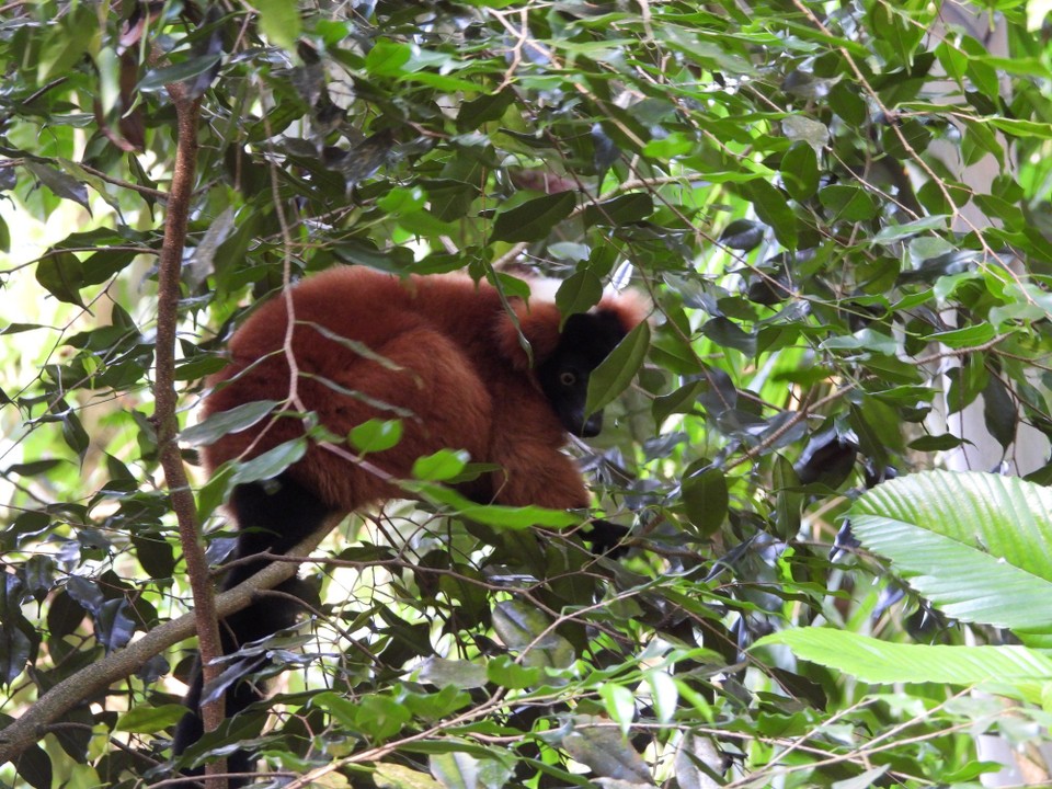 Schweiz - Zürich - Aber ein anderer Roter Vari, eine ausschliesslich in Madagaskar und den Komoren vorkommende Leguren Art