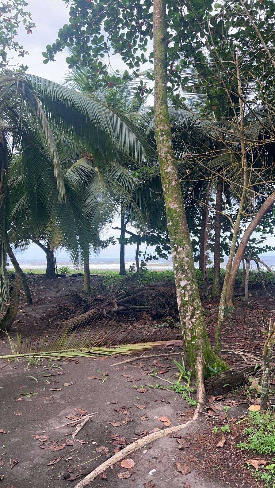 Costa Rica - Pococí - Sho mal zerst am Strand go spaziere gange…