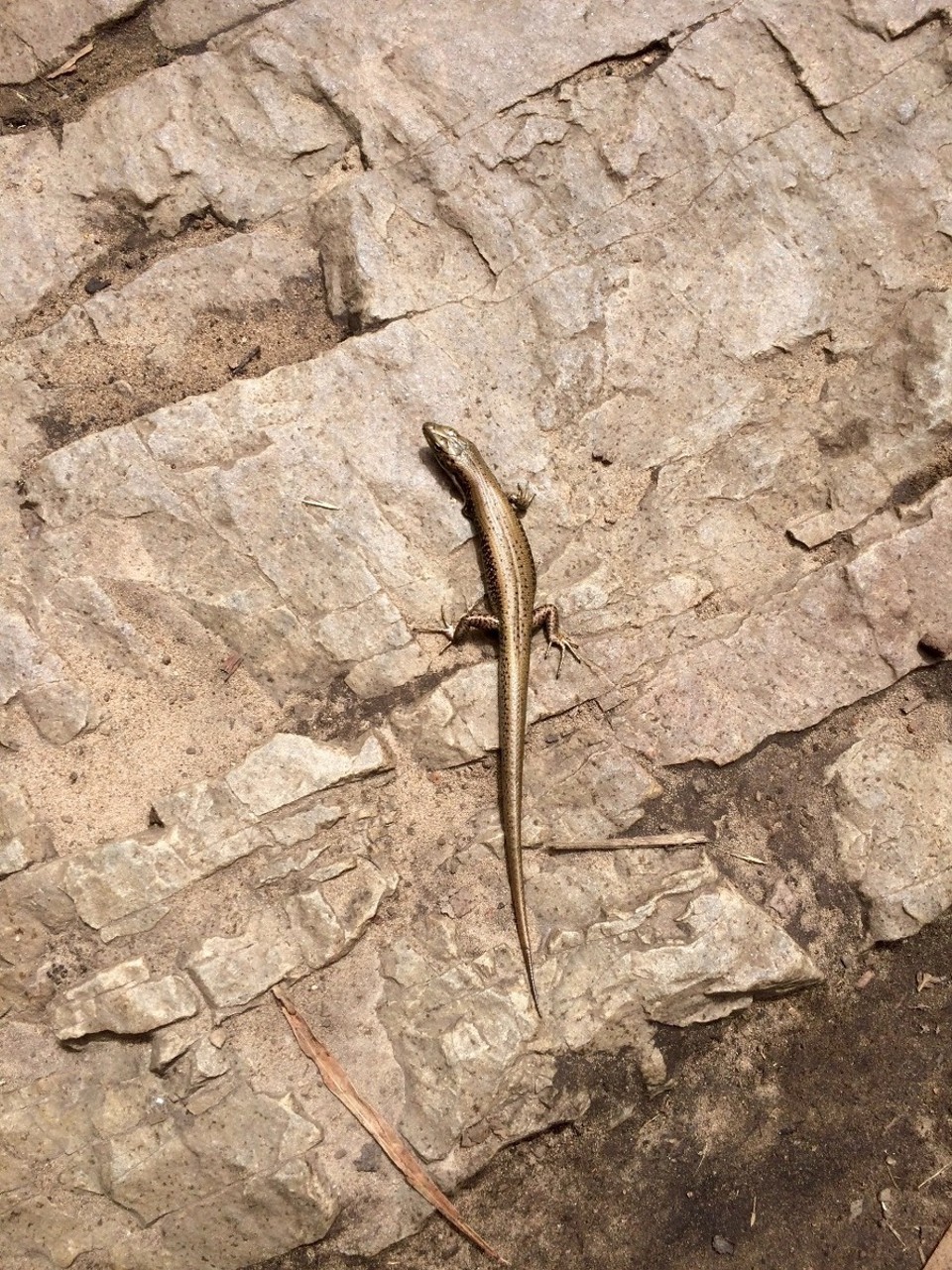 Australia - Glenisla - Spying on a lizard.