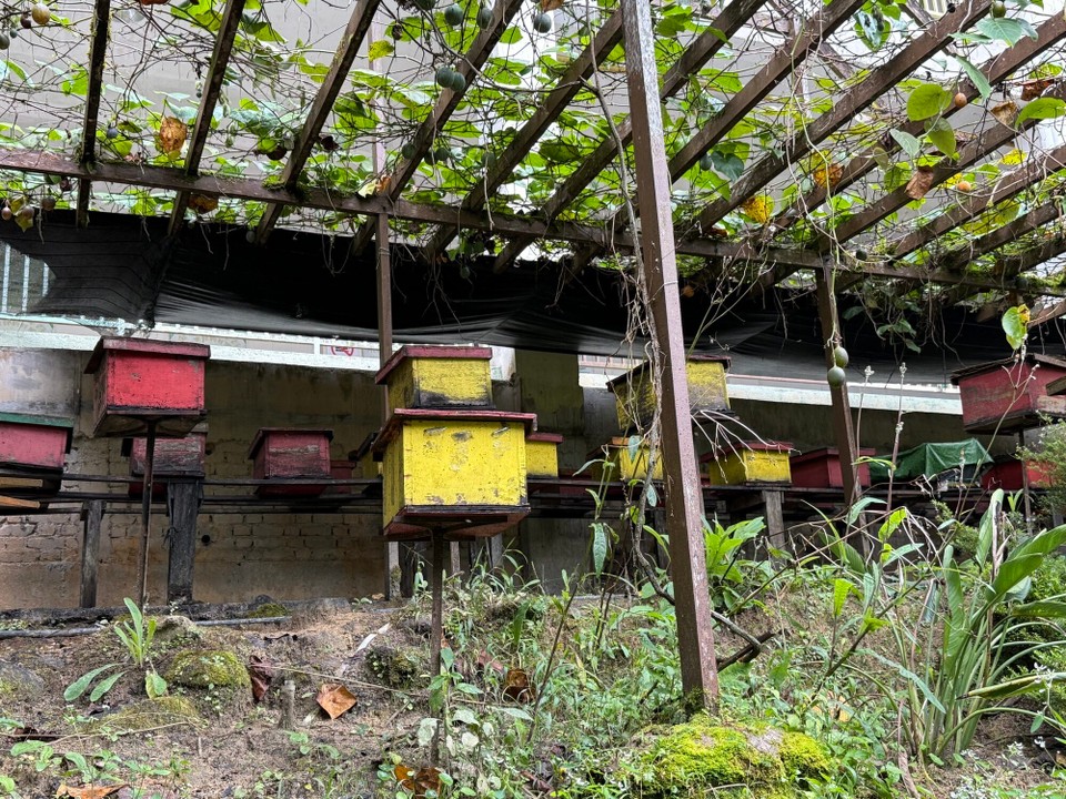 Malaysia - Kuala Lumpur - Bienenzucht, gab es mit dazu