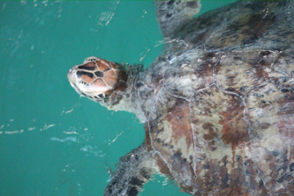 Australien - Monkey Mia - Dafür haben wir einige Schildkröten im Wasser entdeckt…