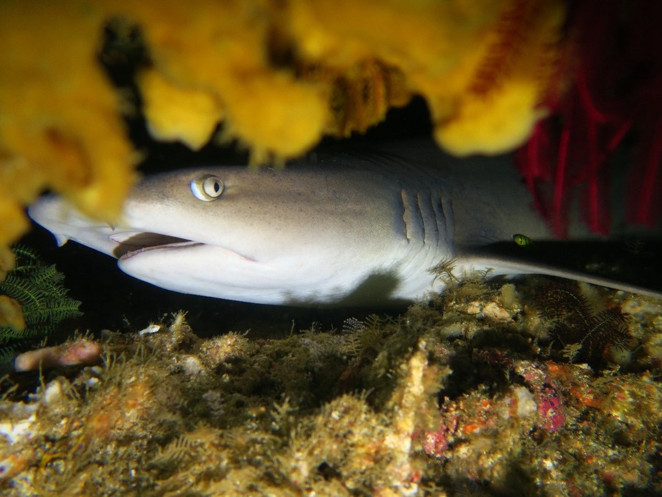 Indonesia - Kri - requin pointe blanche