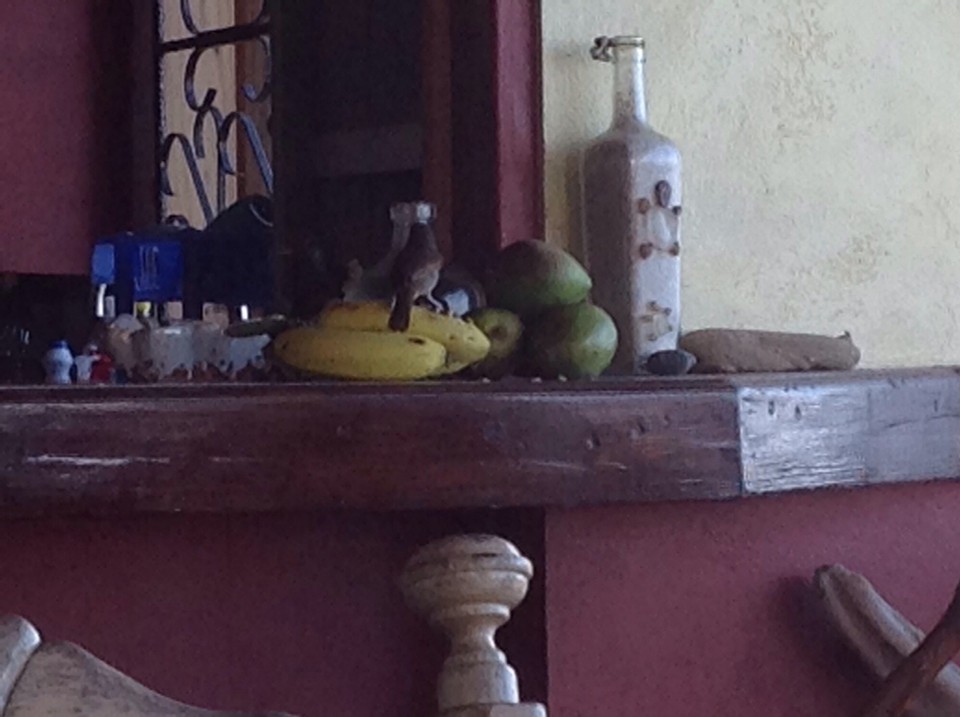 Dominica -  - 