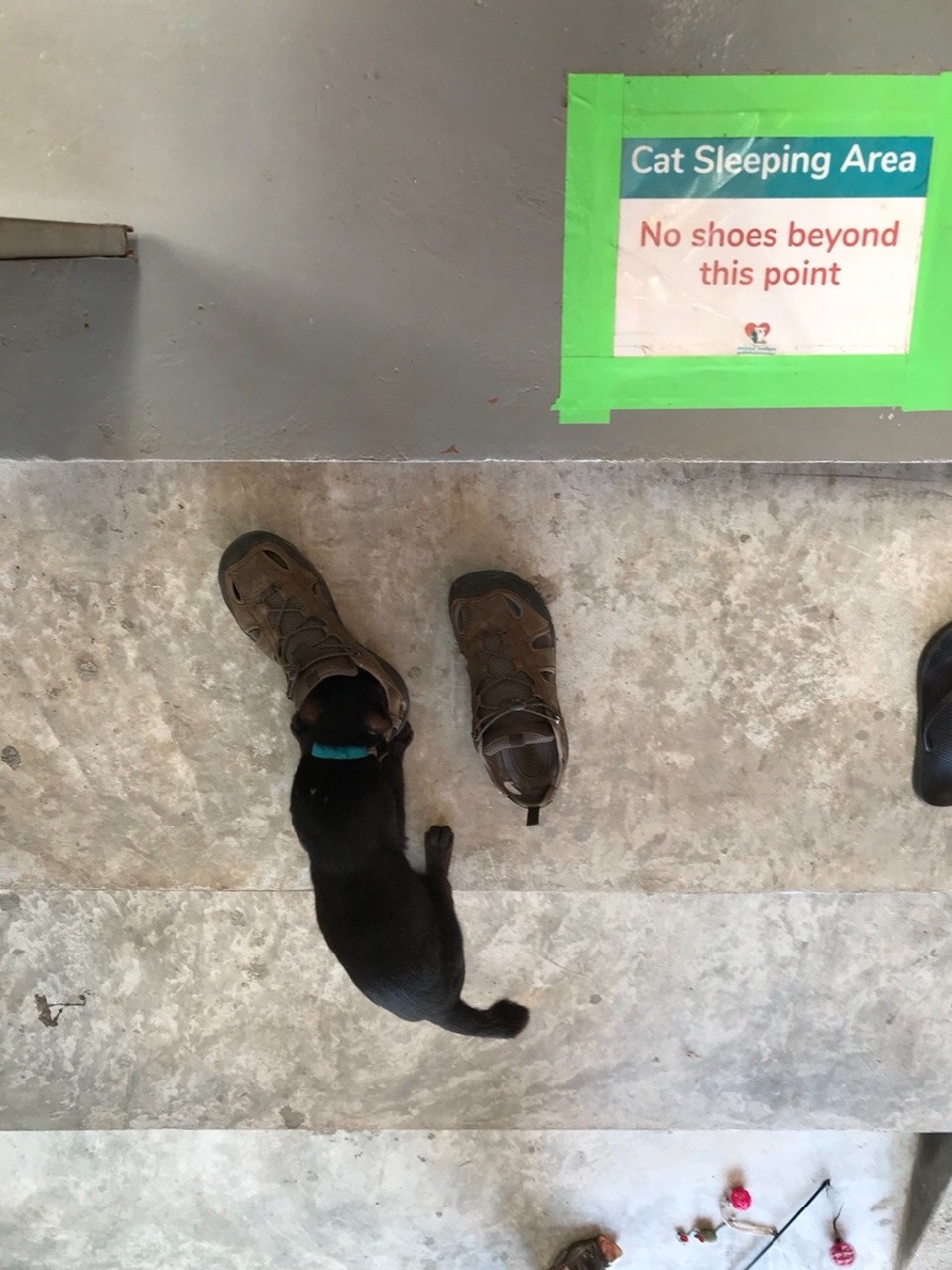 Thailand - Amphoe Ko Lanta - This little kitty was obsessed with J’s shoes, why??