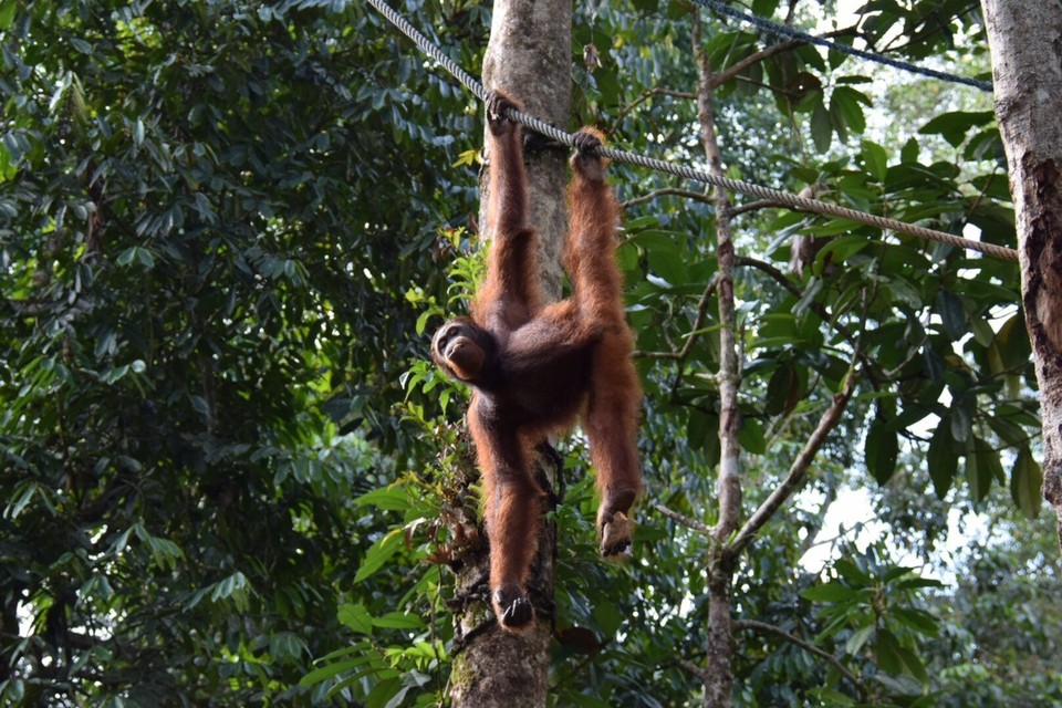 Malaysia - Kuching - 