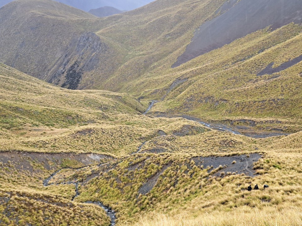 Neuseeland - Peel Forest - 